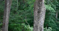 Homes for Sale in Kearney, MO 64060 | 1302  Melissa Court