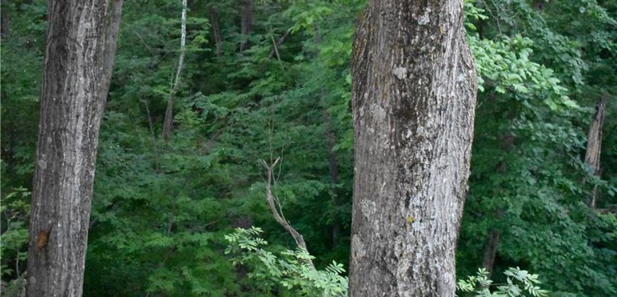 Homes for Sale in Kearney, MO 64060 | 1302  Melissa Court