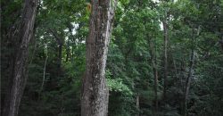 Homes for Sale in Kearney, MO 64060 | 1302  Melissa Court