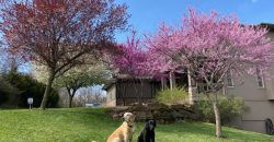 Homes for Sale in Kansas City, MO 64163 | 13201 NW INTERURBAN Road