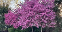 Homes for Sale in Kansas City, MO 64155 | 10610 N Garfield Avenue