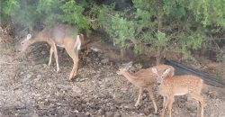 Homes for Sale in Kansas City, MO 64152 | 7515 N Everton Avenue Homes for Sale in Kansas City, MO 64152 | 7515 N Everton Avenue