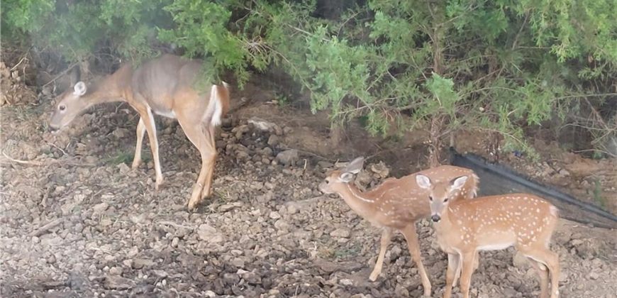 Homes for Sale in Kansas City, MO 64152 | 7515 N Everton Avenue Homes for Sale in Kansas City, MO 64152 | 7515 N Everton Avenue