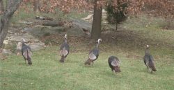 Homes for Sale in Kansas City, MO 64119 | 5321 NE 67th Court