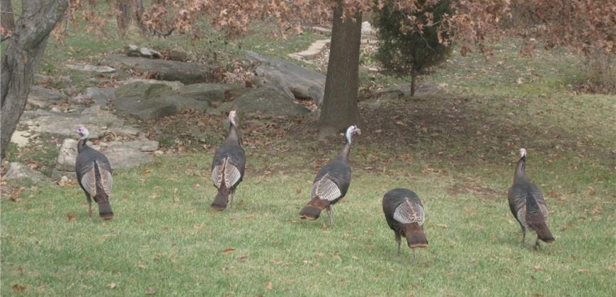 Homes for Sale in Kansas City, MO 64119 | 5321 NE 67th Court