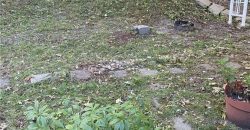 Homes for Sale in Kansas City, MO 64116 | 807 NE 46th Street