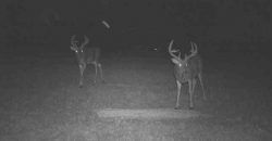 Homes for Sale in Smithville, MO 64089 | 7803 NE 160th Terrace