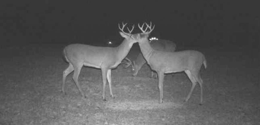 Homes for Sale in Smithville, MO 64089 | 7803 NE 160th Terrace