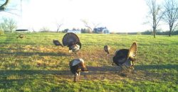 Homes for Sale in Smithville, MO 64089 | 7803 NE 160th Terrace