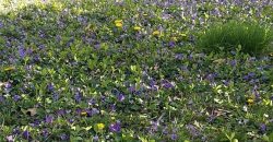 Homes for Sale in Kansas City, MO 64118 | 2101 NE 62nd Street