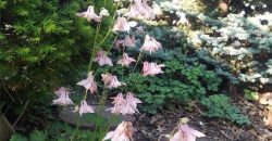 Homes for Sale in Kansas City, MO 64118 | 2101 NE 62nd Street