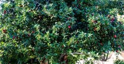 Homes for Sale in Kansas City, MO 64119 | 5814  Gunn Avenue