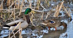 Homes for Sale in Kansas City, MO 64154 | 2651 NW Barry Road, Unit#102