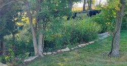 Homes for Sale in Platte City, MO 64079 | 2305  Windmill Drive