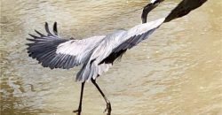 Homes for Sale in Lake Waukomis, MO 64151 | 779 NW SOUTH SHORE Drive