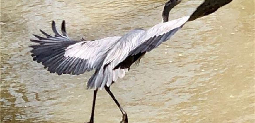 Homes for Sale in Lake Waukomis, MO 64151 | 779 NW SOUTH SHORE Drive