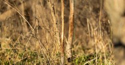 Homes for Sale in Platte City, MO 64079 | 14030  Ode Road