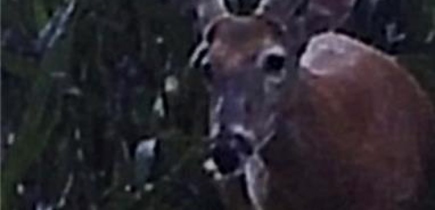 Homes for Sale in Platte City, MO 64079 | 14030  Ode Road